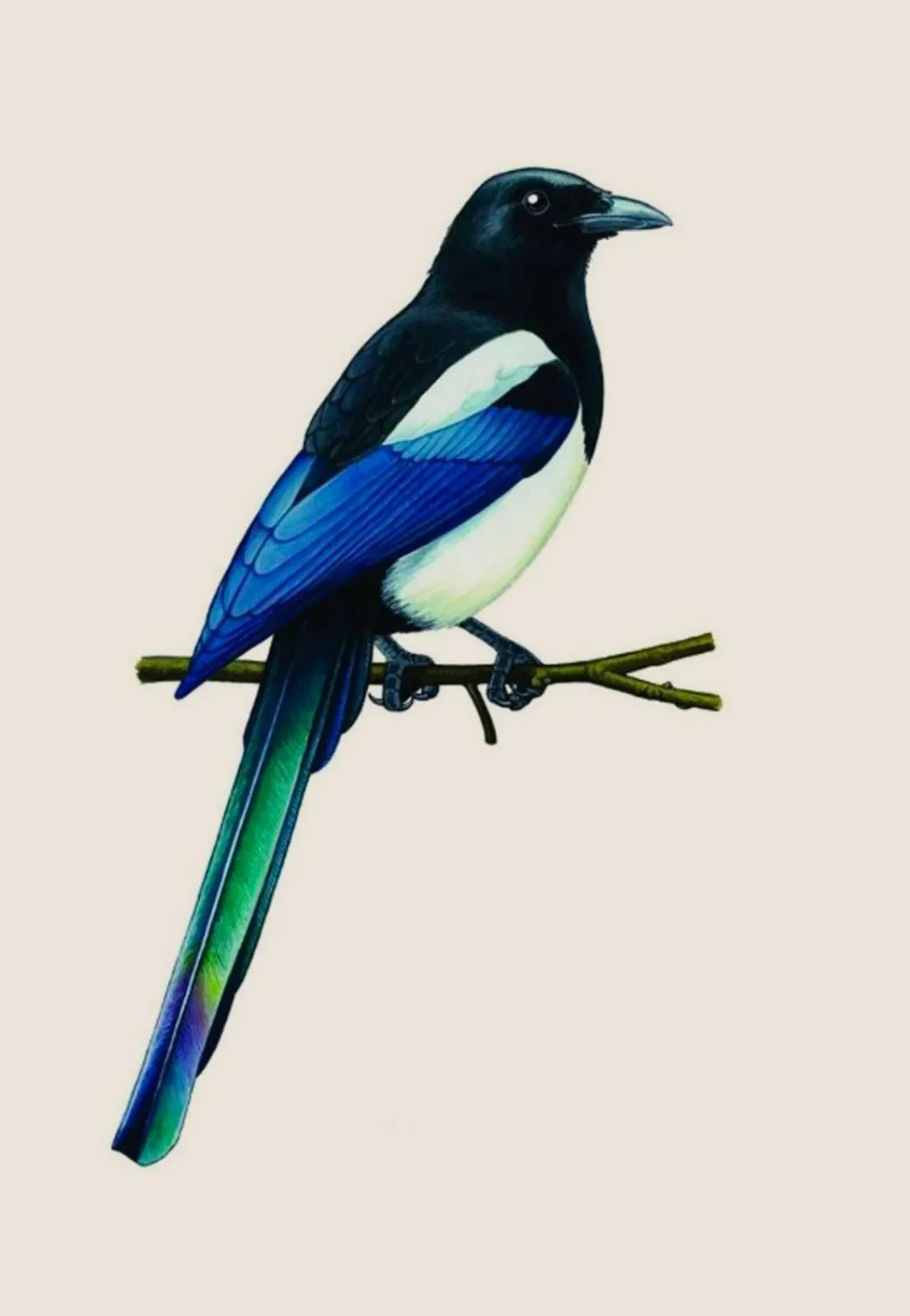 A painted magpie on a branch, blue wing and long tail.